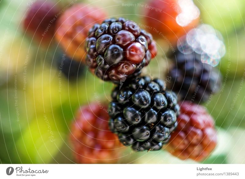 Brumm Bär Natur Pflanze Nutzpflanze Wildpflanze Diät atmen füttern gehen genießen glänzend Erotik süß grün schwarz schön Begierde authentisch Brombeeren wild