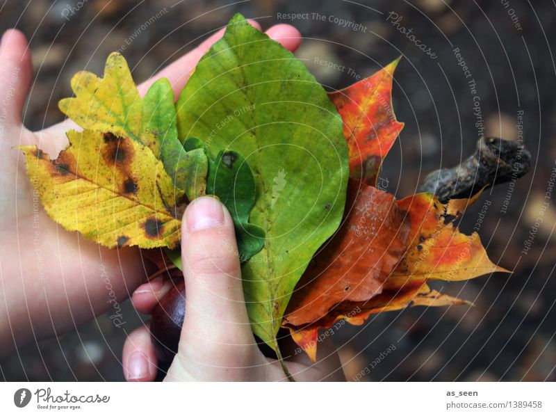 Regenbogen im Herbst Hand Finger Umwelt Natur Pflanze Erde Baum Blatt herbstlich Herbstlaub Buchenblatt Ahornblatt Eiche Eichenblatt Ast Kastanie Wald