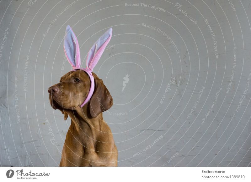 ganz Ohr sein Karneval Ostern Tier Haustier 1 lustig niedlich braun Karnevalskostüm Hase & Kaninchen Wachsamkeit Vizsla Farbfoto Gedeckte Farben Innenaufnahme