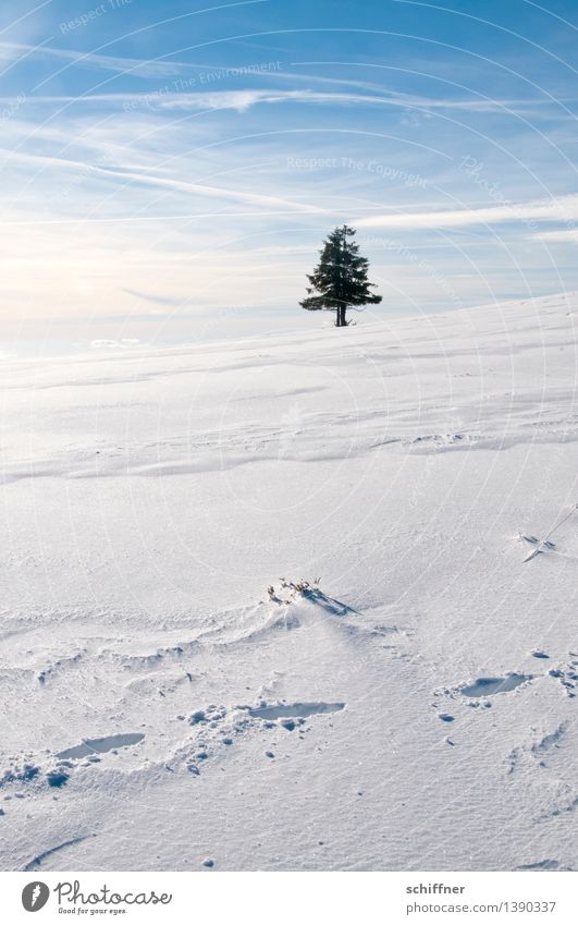 Ä Tännchen, Ä Tännchen! Umwelt Natur Sonnenlicht Winter Schönes Wetter Eis Frost Schnee Pflanze Baum stehen blau weiß Einsamkeit einzeln 1 Tanne Nadelbaum Ferne