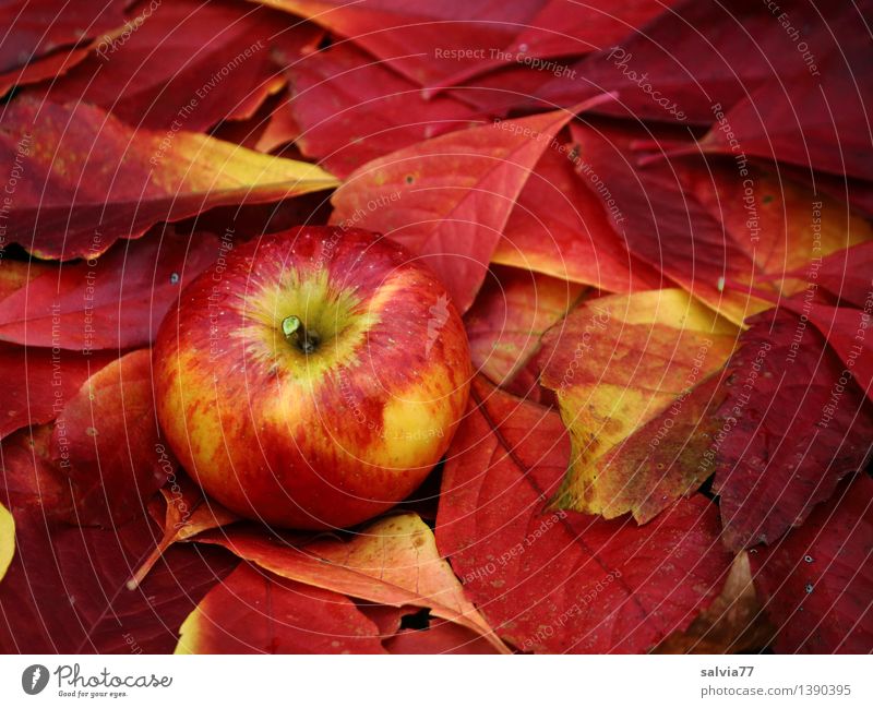 Gut getarnt Lebensmittel Frucht Umwelt Natur Herbst Pflanze Blatt Herbstfärbung Apfel frisch Gesundheit gut lecker natürlich neu positiv rund süß weich