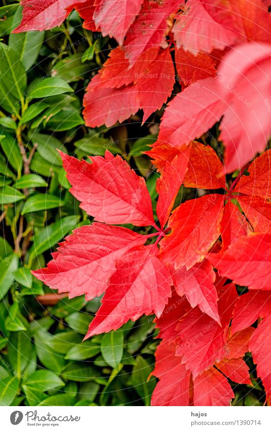 Blätter im Herbst schön Natur Pflanze Blatt glänzend hell trocken wild gelb rosa rot Wein Jahreszeiten jahreszeitlich Jungfernrebe verfärbt farbig prächtig