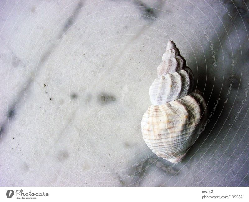 Landgang Meeresfrüchte Wohnung Natur Tier Fisch Muschel Linie weiß Gelassenheit geduldig ruhig Einsamkeit Ordnung Vergänglichkeit Schneckenhaus Kalk leer