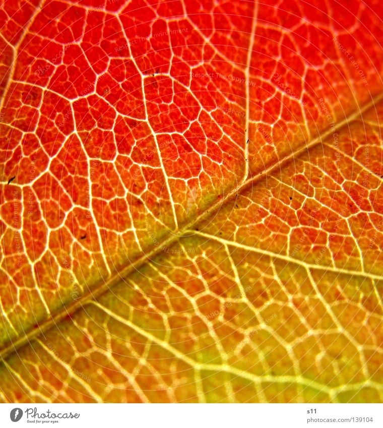AutumnLeaf II schön Natur Pflanze Herbst Baum Blatt fallen grün rot Vergänglichkeit Herbstlaub Jahreszeiten Photosynthese Gefäße knallig Gefängniszelle