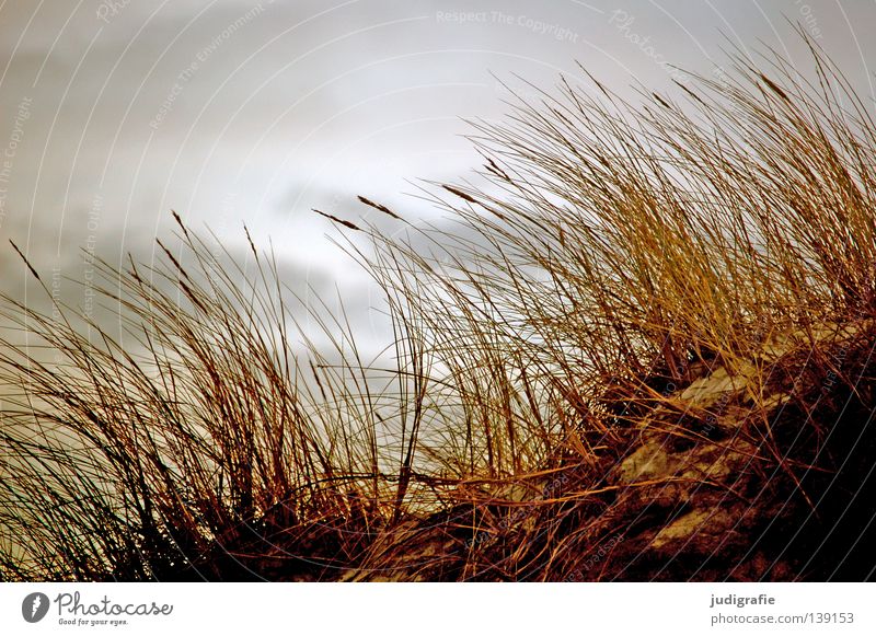 Gras Strand Küste Umwelt Wolken schlechtes Wetter Wachstum Pflanze Weststrand Darß Farbe Himmel Stranddüne Sand Natur strandhafer fischland-darß
