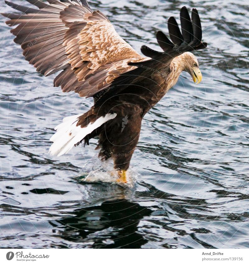 Touchdown Norwegen fangen Fressen groß kalt Küste majestätisch Meer Polarmeer See Seeadler Vogel Wellen Adler Feder Fjord fliegen Luftverkehr greifvogel hell