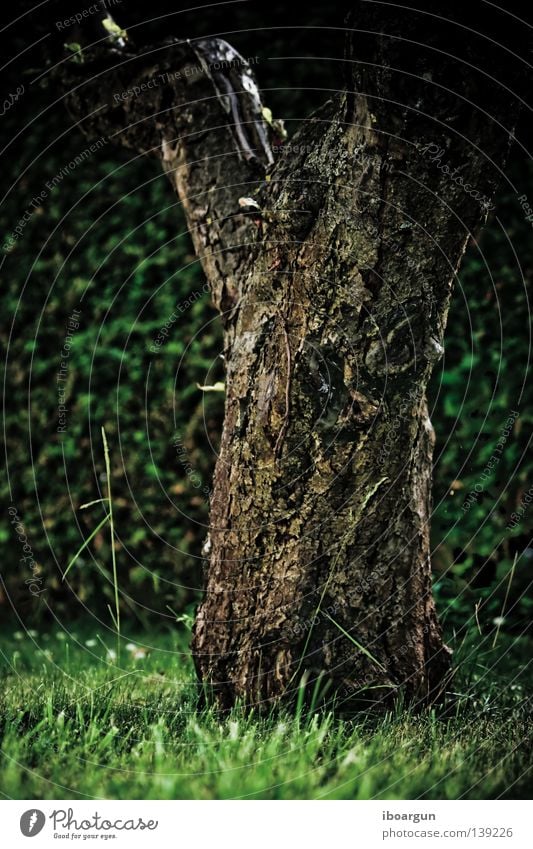 lonely Baum Wiese Feld grün Sommer Umweltschutz Kohlendioxid ökologisch einzeln abgelegen ruhig Pflanze Erholung frei feel free o2 Einsamkeit friedlich far away