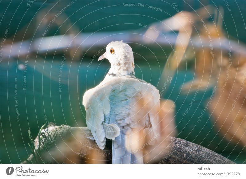 Ring-Necked Dove streckt den Hals Tier Vogel 1 beobachten sitzen frei niedlich wild blau braun grau grün orange weiß Taube Tierwelt wach Schnabel Ast bedächtig