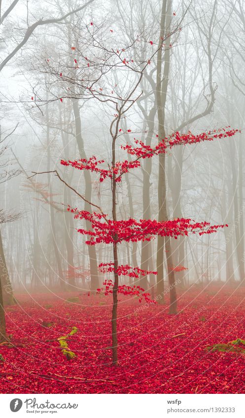 Zauber Wald in rot und weiß Frühling Herbst Nebel Baum Blatt träumen Surrealismus fantasie Märchenwald Zauberwald mystisch verfärbt bezaubernd filter