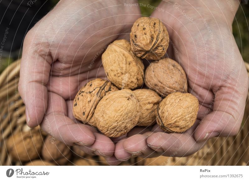 nuts Lebensmittel Frucht Walnuss walnut Ernährung Bioprodukte Vegetarische Ernährung Diät Haut Gesundheit Gesunde Ernährung Fitness Wohlgefühl Sinnesorgane