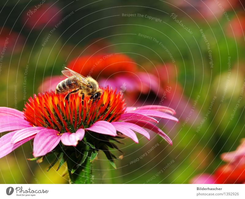 Sammlerin Biene Blume Blüte Botanik Außenaufnahme Pflanze Natur schön Sommer Flügel Facettenauge rosa orange Korbblütengewächs Roter Sonnenhut