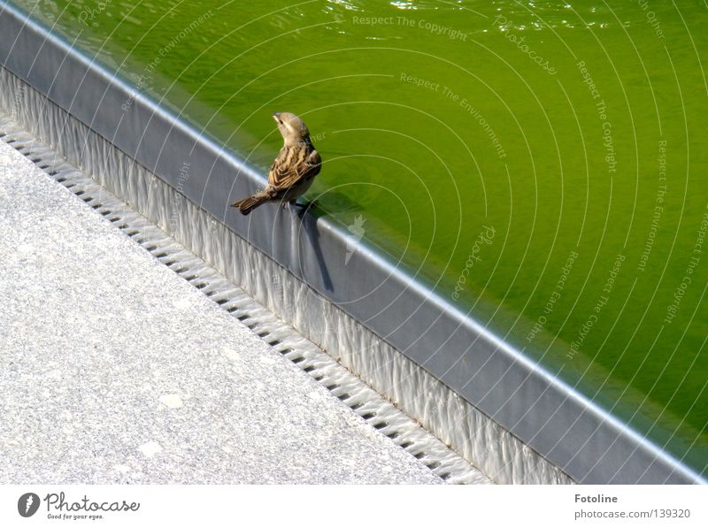 In Dresden sitzt ein kleiner Spatz auf dem Brunnenrand und überlegt, ob er trinken möchte oder nicht Eisen Beton Schnabel Abfluss Vogel Wasser grüßn Flügel