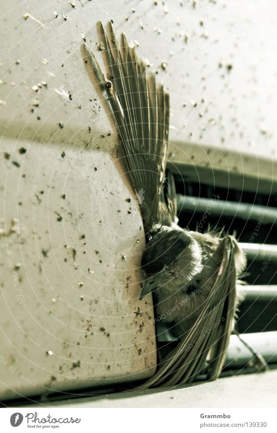 Is mir schlecht! Vogel Flügel Krallen Traurigkeit Trauer Desaster Unfall Fliegendreck einklemmen tragisch Spatz Tierporträt Opfer Tod Schnabel Totes Tier fatal