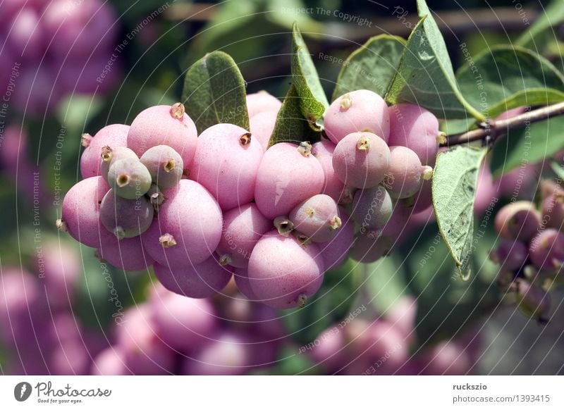 Schneebeere; Scarlet Pearl, Natur Pflanze rosa Apothekergarten Beeren Botanik Gartenpflanzen Giftpflanze Heilpflanzen Rauschkunde Symphoricarpos Chenaultii