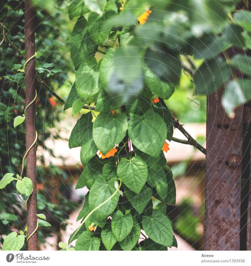 0815 AST | ranking Pflanze Blatt Blüte Grünpflanze Kletterpflanzen Garten Gartentor Gitter Metall Rost hängen Wachstum grün orange Blühend Klettern Ranke