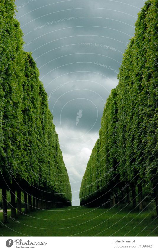 shining grün Hecke Sträucher Baum Fluchtpunkt Horizont Wolken schlechtes Wetter Paris Versailles Frankreich Geometrie Ordnungsliebe historisch Garten Park Ast