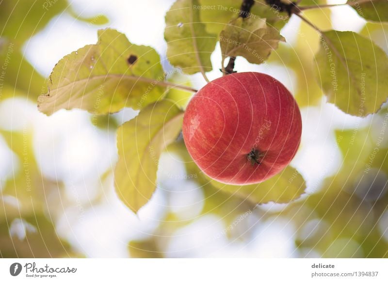 Apfel Lebensmittel Frucht Ein Lizenzfreies Stock Foto Von Photocase