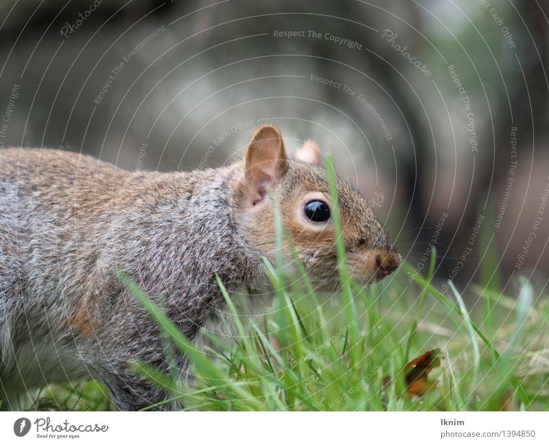 Eichhörnchen im Gras Umwelt Garten Park Wiese Tier Wildtier grauhörnchen Eichkätzchen Eichkatze entdecken braun grün Suche Rasen Boden Halm Farbfoto
