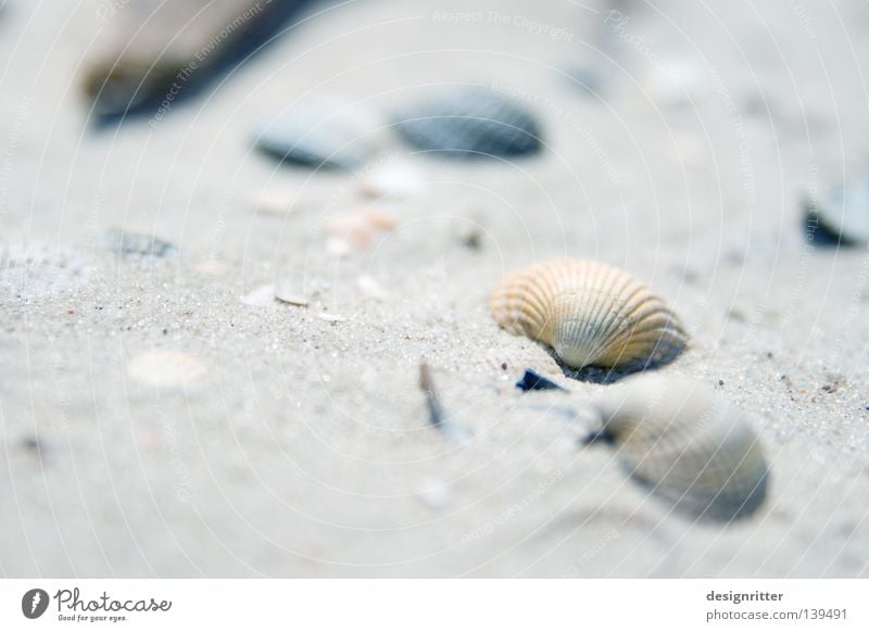 Liebe zum Detail Muschel Krabbe Meer See Strand finden Fundstück Strandgut Leben Sammlung Tier Meeresfrüchte Spielen Basteln erinnern Erinnerung