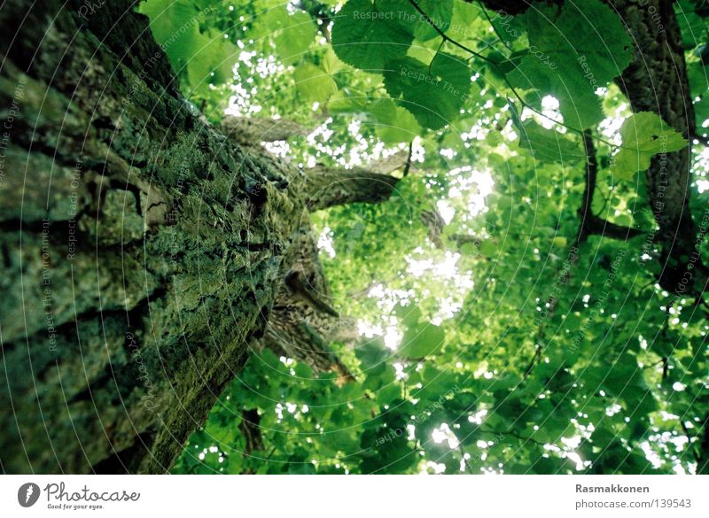 up the tree Baumstamm Baumrinde Blatt Licht Buche hoch aufwärts Himmel