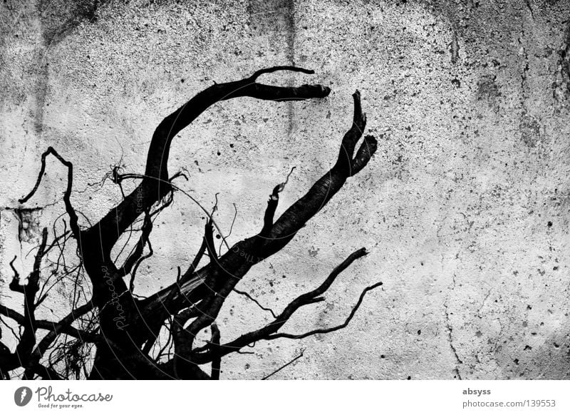 BLN08 | Stone Live Wand Beton weiß grau schwarz Holz trocken Sommer Steinwüste vergessen unfruchtbar porös Riss verfallen Ast Strukturen & Formen Wüste