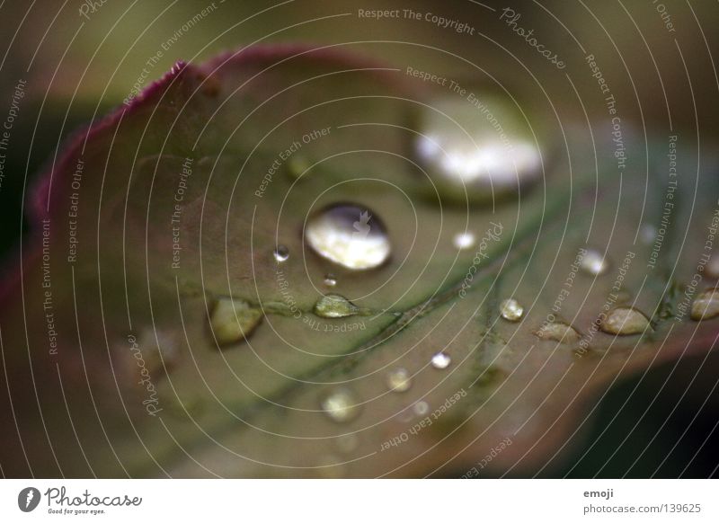 °.Oo nah Makroaufnahme nass feucht Wassertropfen Regen glänzend Unschärfe rund Klarheit dunkel Reflexion & Spiegelung grün Natur nahfotografie perlend perlt