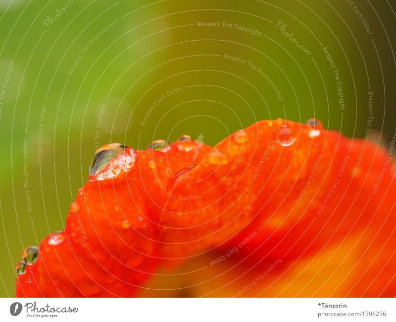 Kapuzinerkresse Umwelt Natur Pflanze Wassertropfen Sonne Sommer Herbst Schönes Wetter Regen Blume Blüte ästhetisch Gesundheit schön nass natürlich Sauberkeit