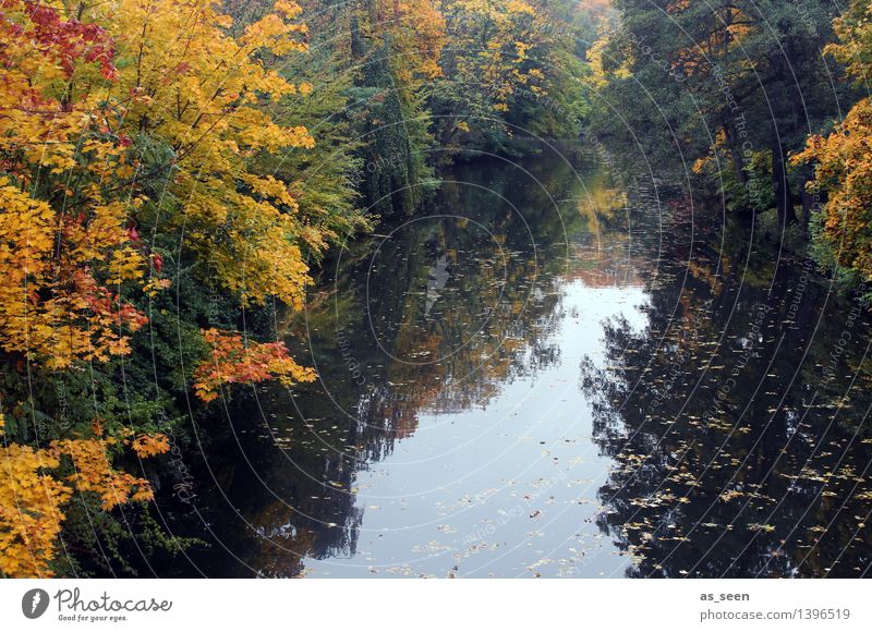Herbst am Fluss Wellness harmonisch Sinnesorgane ruhig Meditation Umwelt Natur Landschaft Wasser Baum Herbstlaub Laubbaum Park Wald See leuchten mehrfarbig gelb