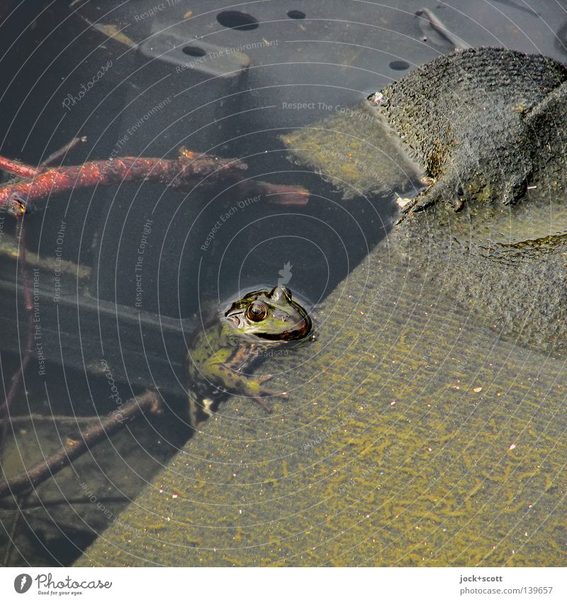 Quaken im Müll Umwelt Wasser Frosch dreckig grün Schutz Neugier Überleben Umweltverschmutzung Anpassung auftauchen Zweige u. Äste Wasseroberfläche Tierporträt