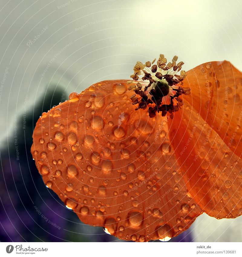 Zerfall Verfall Mohn Blüte nass rot Blume Regen Trauer Stengel zart verwundbar verfallen Verzweiflung Wassertropfen laufen auseinanderfallen orange