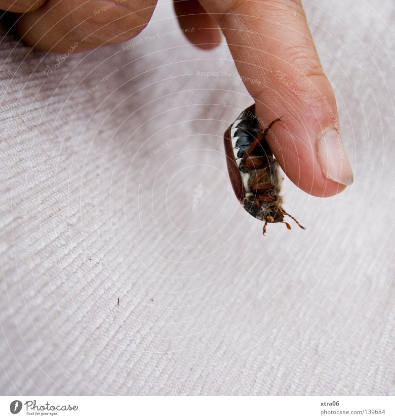 der käfer Maikäfer Finger Fingernagel Insekt Hand hängen Käfer junikäfer fallen