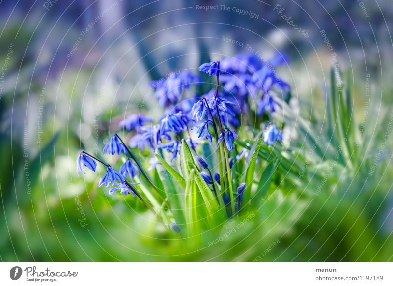 Scilla Gesundheit Gesundheitswesen Medikament Natur Frühling Pflanze Blume Blüte Nutzpflanze Wildpflanze Blaustern Frühlingsblume Garten Wiese natürlich blau
