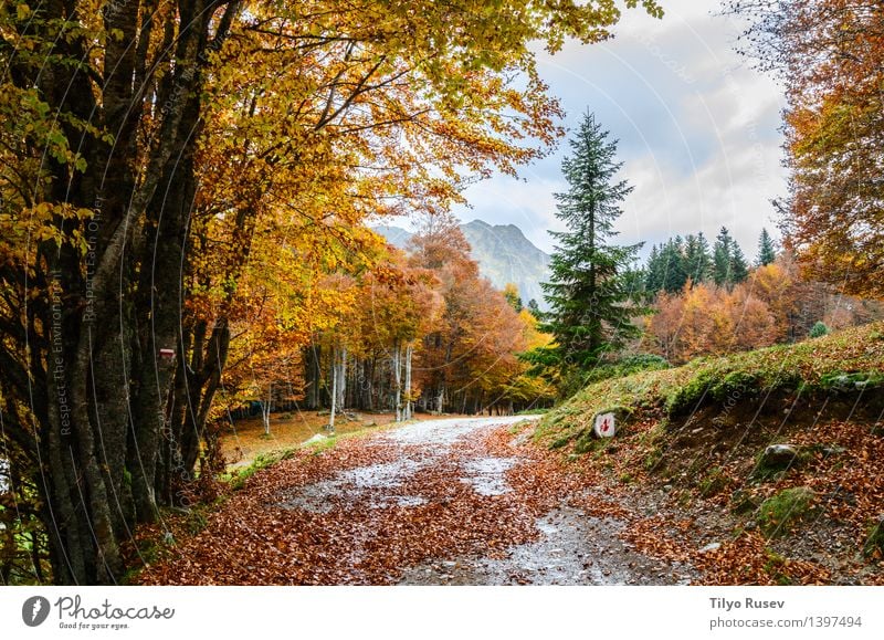 Pyrenees Atlantiques schön Sonne Umwelt Natur Landschaft Pflanze Herbst Baum Blatt Park Wald See Fluss Straße Wege & Pfade hell natürlich gelb grün rot Farbe