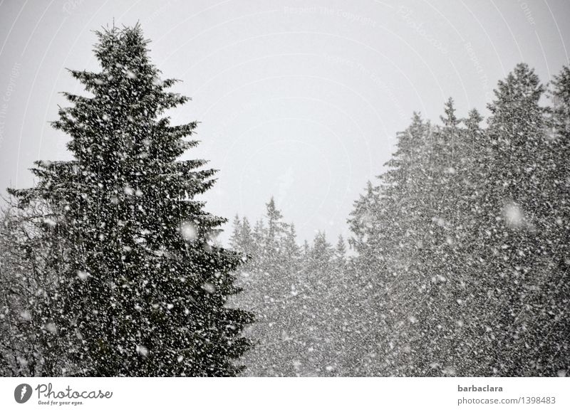 Es schneit - und wie! Umwelt Natur Landschaft Winter Schnee Schneefall Wald Tanne Schwarzwald viele grau Stimmung Erwartung Freude Klima Wandel & Veränderung