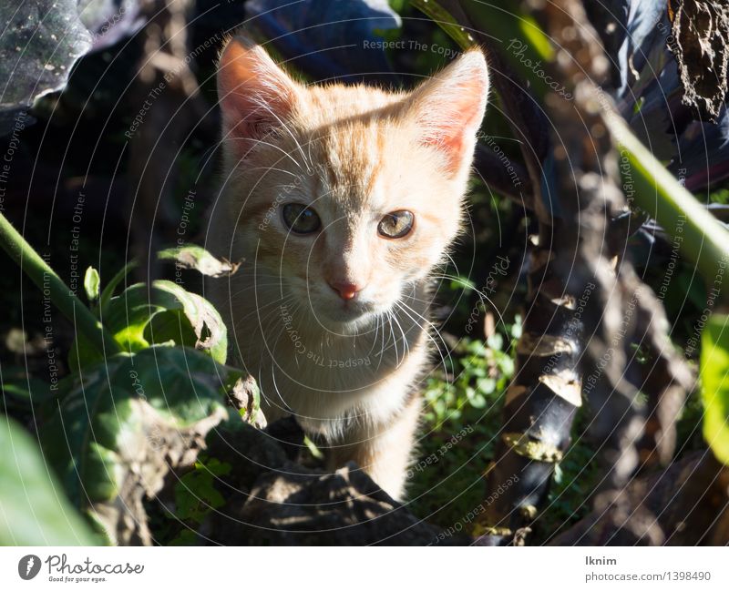 Katze im Gestrüpp Natur Sommer Sträucher Tier Haustier Kätzchen Katzenbaby 1 beobachten entdecken warten Einsamkeit verlieren ausgesetzt aussetzen vermissen