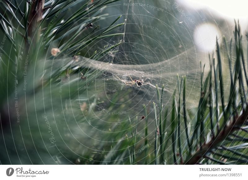 Streng geheim | Tödliche Netze Natur Pflanze Schönes Wetter Baum Kiefer Kiefernnadeln Wald Tier Wildtier Totes Tier Spinne Spinnennetz bauen beobachten fangen
