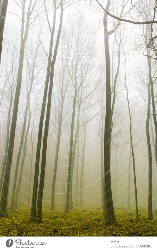 Fantasie Wald mit nebel und gelbem Laub Frühling Herbst Nebel Baum Blatt träumen Surrealismus Zauber fantasie Märchenwald Zauberwald mystisch verfärbt