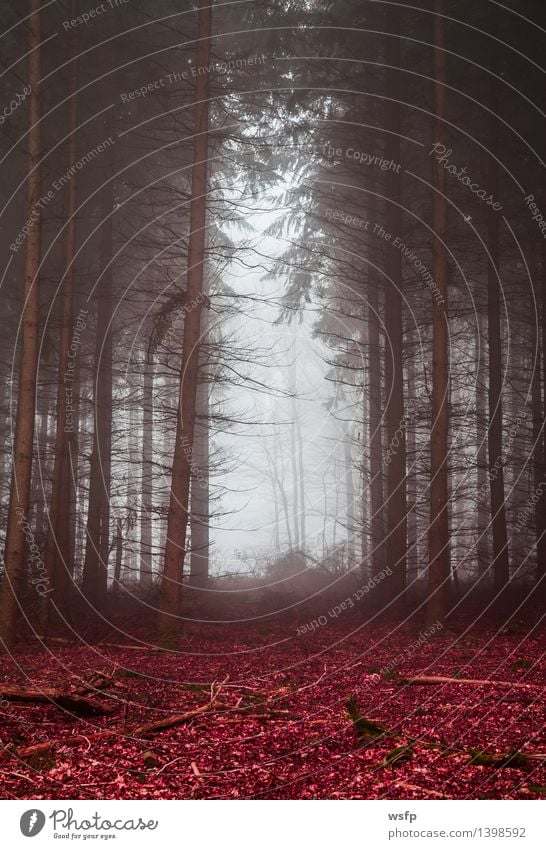 Dunkler Wald im nebel mit rotem Laub Frühling Herbst Nebel Baum Blatt träumen Surrealismus red Zauber fantasie Märchenwald Zauberwald mystisch verfärbt