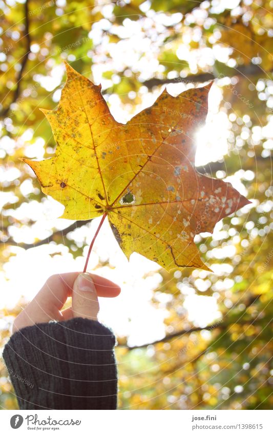 Herbstleuchten ll Freude ruhig Meditation Ferien & Urlaub & Reisen Erntedankfest Natur Wetter Schönes Wetter Pflanze Baum Blatt Ahornblatt Garten Wald