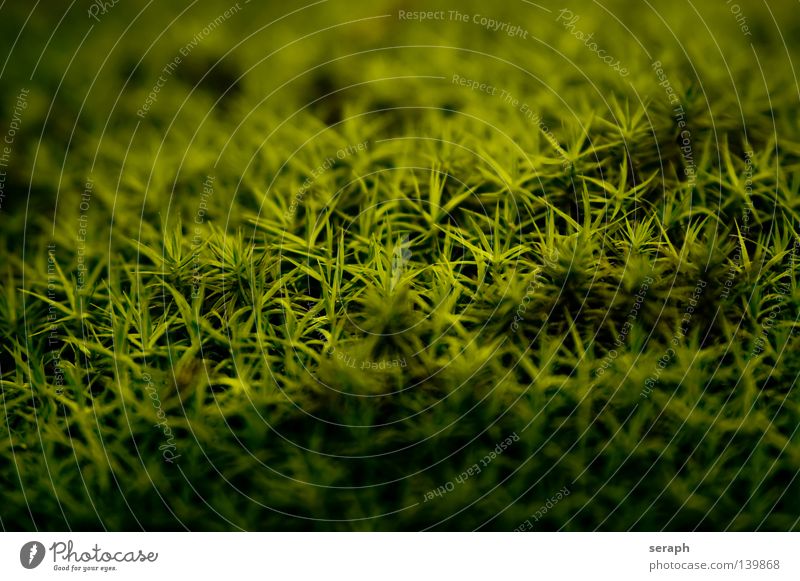 Mooswelten Pflanze grün zart Muster Hintergrundbild Laubmoos Bodendecker Sporen Umwelt Umweltschutz Symbiose Mikrofotografie klein weich Unschärfe Nest dunkel