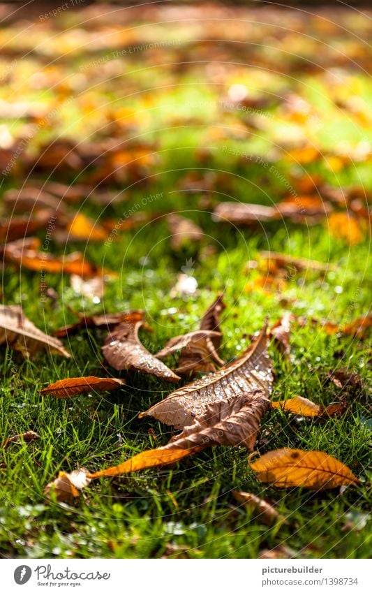Herbstmorgen Natur Wassertropfen Sonnenlicht Schönes Wetter Gras Blatt Garten Park alt glänzend braun grün orange Vergänglichkeit Herbstlaub Farbfoto