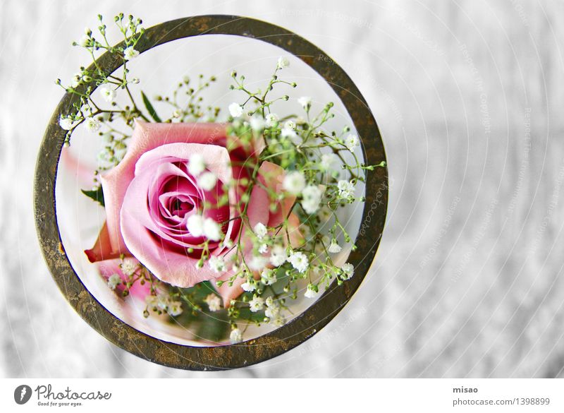 rosa Blume im Glas Natur Pflanze Rose Blüte Schalen & Schüsseln braun grün weiß Glück Vorfreude Verliebtheit Romantik Neugier ästhetisch Tisch Feste & Feiern