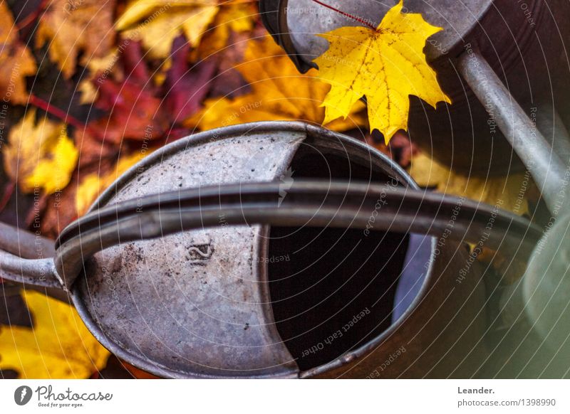 Herbstlich Kunst Sonne Sonnenlicht Garten Park Gießkanne Fröhlichkeit Neugier gelb gold grau Identität Idylle Blatt schön Metall ästhetisch herbstlich Laub