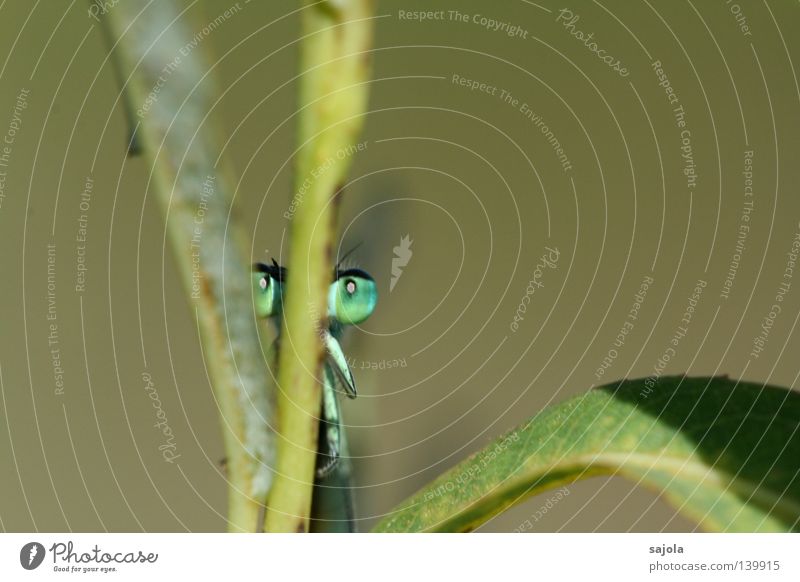 versteckspiel Tier Blatt dünn grün Klein Libelle Facettenauge Auge Beine Azurjungfer Europa Kopf frontal Insekt Stengel verstecken wasserjungfer hinten Farbfoto