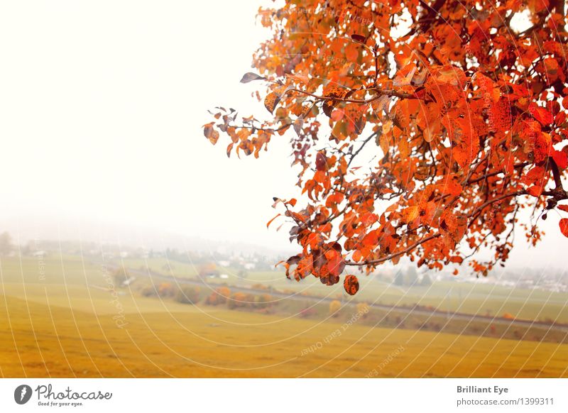 Nebel und Farbe Natur Baum Blatt Park Wiese verblüht kalt natürlich orange rot Stimmung Trägheit Einsamkeit Erholung Frieden Idylle nachhaltig Vergänglichkeit
