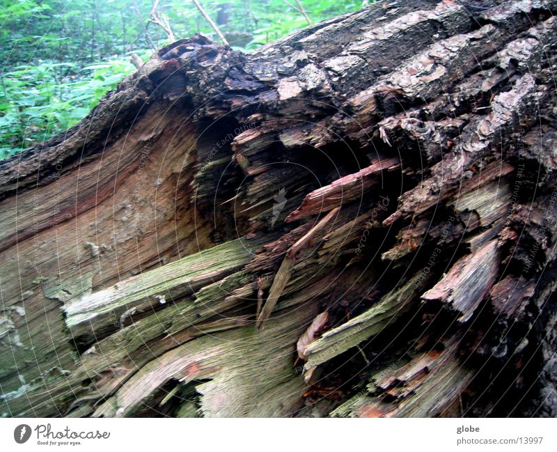 baumstumpf Baumstumpf Holz Wald Splitter Baumrinde