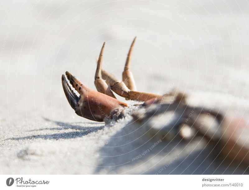 Vom Winde verweht Krebstier Krabbe Schere Zange Beine Meer See Strand Sand finden Fundstück Strandgut Tod Sensenmann Leben Sammlung Tier Meeresfrüchte Spielen