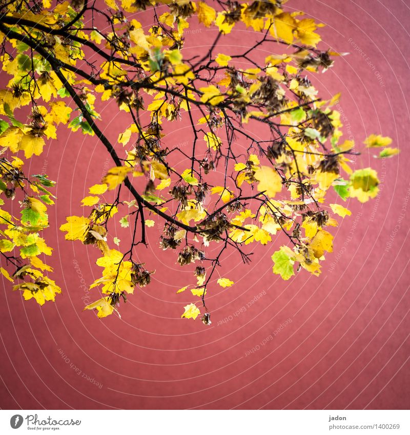 herbstfeuer. elegant Kunstwerk Natur Landschaft Pflanze Herbst Baum Blatt Grünpflanze gelb gold rot Energie Reichtum erleuchten Ahorn Ahornblatt Farbfoto