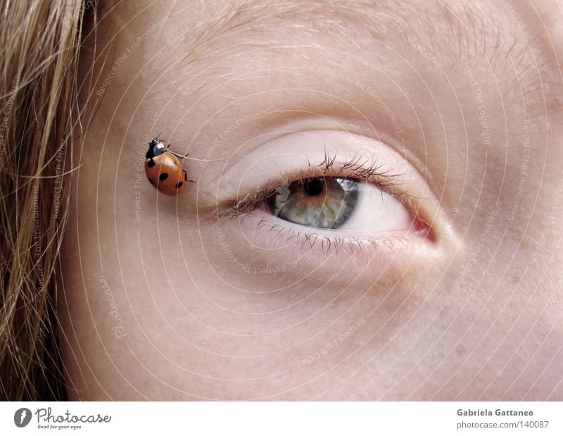 nah Marienkäfer rot krabbeln grün schön Glück Ladybird orange Käfer Angst Auge blau Natur Punkt Tierchen