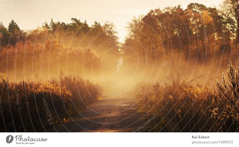 Herbstnachmittag Natur Landschaft Pflanze Sonne Schönes Wetter Nebel Eis Frost Baum Sträucher Wald Waldweg ästhetisch natürlich braun gelb gold Stimmung